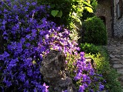 01 Campanula portenschlagiana muralis (Campanula muraria) tra le case della Pernice  di Zogno